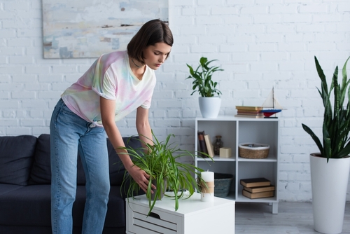 How do you clean indoor plants